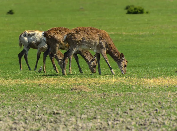 A unique period of molting deer. The deer loses its hair. It starts with the head, then goes over to the neck, legs, back and, finally, to the sides and belly. Scary ugly fur with bald patches