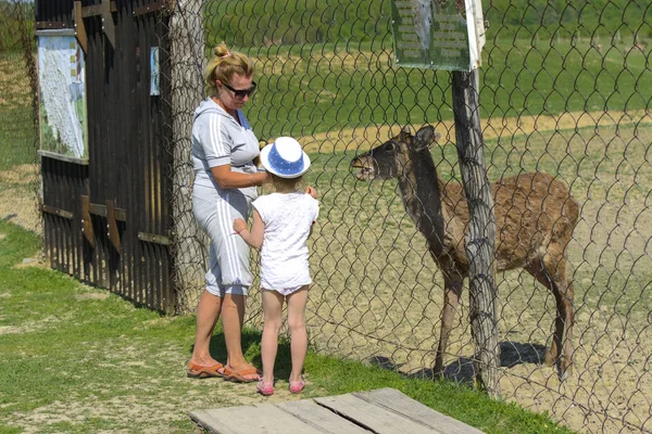 Khust Ucrania Abril 2018 Una Niña Alimenta Ciervo Joven Zoológico — Foto de Stock