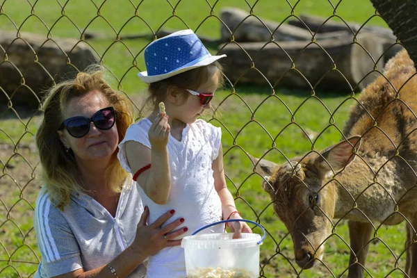 Chust Ukrajina Dubna 2018 Malá Holčička Živí Mláďat Zoo Létě — Stock fotografie