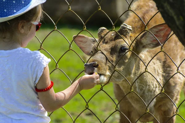 Khust, Ukraine - April 28, 2018. A little girl feeds a young deer in a zoo in the summer during the moulting period against a background of green grass. Scary ugly fur with bald patches