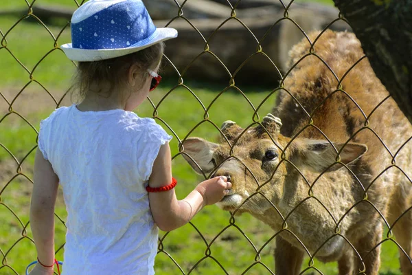 Khust Ucrânia Abril 2018 Uma Menina Alimenta Veado Jovem Zoológico — Fotografia de Stock