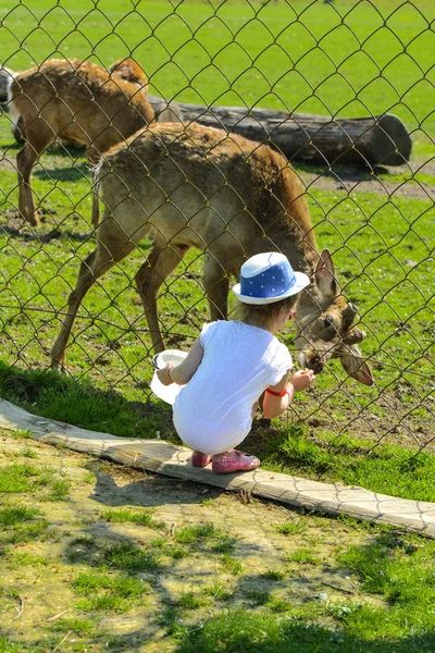 Khust Ucrania Abril 2018 Una Niña Alimenta Ciervo Joven Zoológico — Foto de Stock