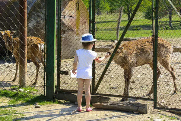 Khust, Ukraine - April 28, 2018. A little girl feeds a young deer in a zoo in the summer during the moulting period against a background of green grass. Scary ugly fur with bald patches