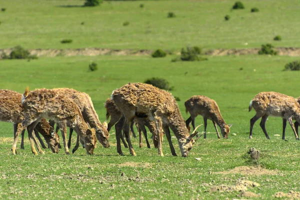 Geyik deri değiştirme benzersiz bir süre. Geyik onun saç kaybeder. Kafa ile başlar, sonra boyun, bacak, sırt ve son olarak, yan ve göbek gidiyor. Kel yamalar ile korkunç çirkin kürk