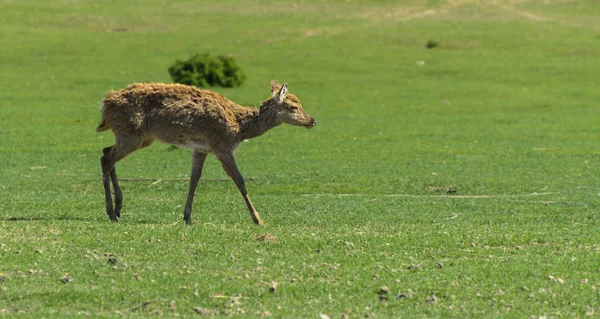 A unique period of molting deer. The deer loses its hair. It starts with the head, then goes over to the neck, legs, back and, finally, to the sides and belly. Scary ugly fur with bald patches