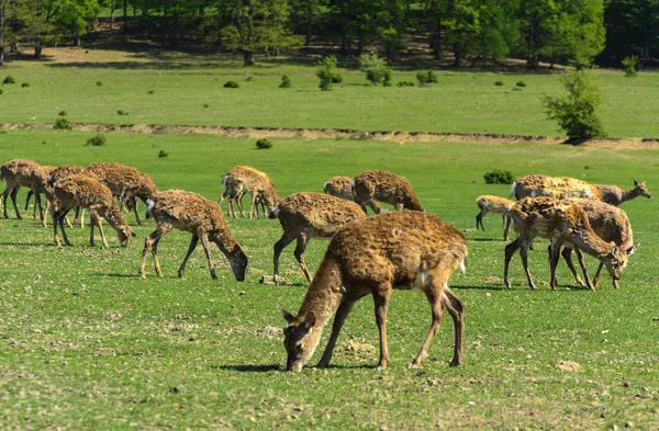 Geyik deri değiştirme benzersiz bir süre. Geyik onun saç kaybeder. Kafa ile başlar, sonra boyun, bacak, sırt ve son olarak, yan ve göbek gidiyor. Kel yamalar ile korkunç çirkin kürk