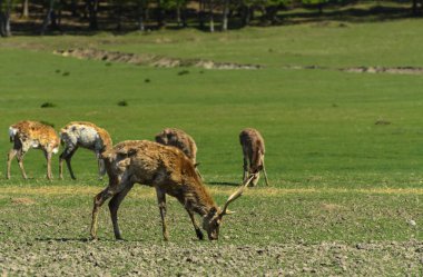 Geyik deri değiştirme benzersiz bir süre. Geyik onun saç kaybeder. Kafa ile başlar, sonra boyun, bacak, sırt ve son olarak, yan ve göbek gidiyor. Kel yamalar ile korkunç çirkin kürk