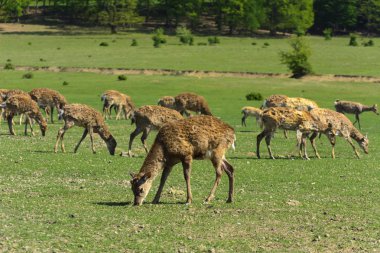 Geyik deri değiştirme benzersiz bir süre. Geyik onun saç kaybeder. Kafa ile başlar, sonra boyun, bacak, sırt ve son olarak, yan ve göbek gidiyor. Kel yamalar ile korkunç çirkin kürk