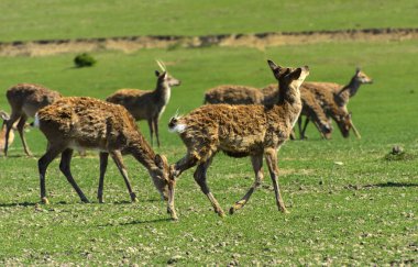 Geyik deri değiştirme benzersiz bir süre. Geyik onun saç kaybeder. Kafa ile başlar, sonra boyun, bacak, sırt ve son olarak, yan ve göbek gidiyor. Kel yamalar ile korkunç çirkin kürk