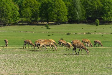 Geyik deri değiştirme benzersiz bir süre. Geyik onun saç kaybeder. Kafa ile başlar, sonra boyun, bacak, sırt ve son olarak, yan ve göbek gidiyor. Kel yamalar ile korkunç çirkin kürk