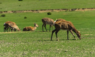Geyik deri değiştirme benzersiz bir süre. Geyik onun saç kaybeder. Kafa ile başlar, sonra boyun, bacak, sırt ve son olarak, yan ve göbek gidiyor. Kel yamalar ile korkunç çirkin kürk