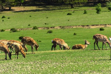 Geyik deri değiştirme benzersiz bir süre. Geyik onun saç kaybeder. Kafa ile başlar, sonra boyun, bacak, sırt ve son olarak, yan ve göbek gidiyor. Kel yamalar ile korkunç çirkin kürk