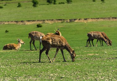 Geyik deri değiştirme benzersiz bir süre. Geyik onun saç kaybeder. Kafa ile başlar, sonra boyun, bacak, sırt ve son olarak, yan ve göbek gidiyor. Kel yamalar ile korkunç çirkin kürk