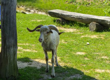 Beyaz-kahverengi koyun. Büyük dönen boynuzları olan bir hayvan yeşil çim bir arka plan karşı grazes. Köyü.