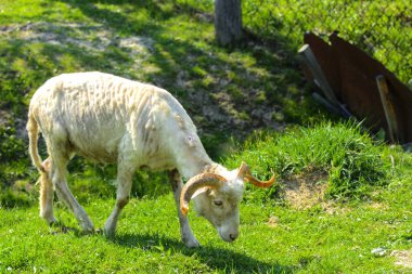 Beyaz-kahverengi koyun. Büyük dönen boynuzları olan bir hayvan yeşil çim bir arka plan karşı grazes. Köyü.