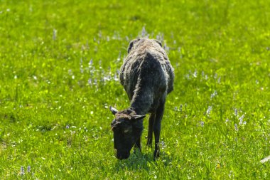 Koyun siyahtır. Bir hayvanla büyük dönen siyah kürk yeşil çim bir arka plan üzerinde otlatma. Köyü.