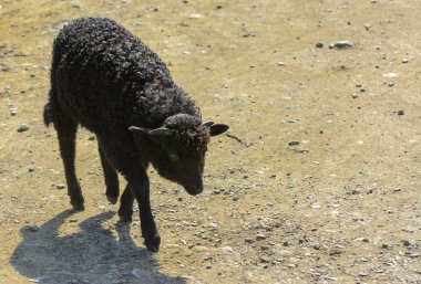 Koyun siyahtır. Bir hayvanla büyük dönen siyah kürk yeşil çim bir arka plan üzerinde otlatma. Köyü.
