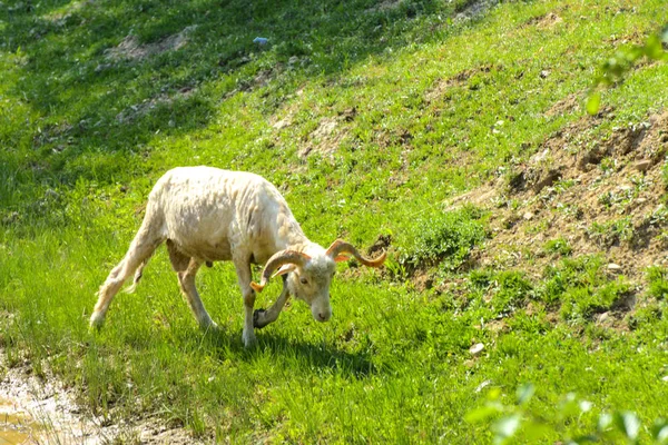 Beyaz Kahverengi Koyun Büyük Dönen Boynuzları Olan Bir Hayvan Yeşil — Stok fotoğraf