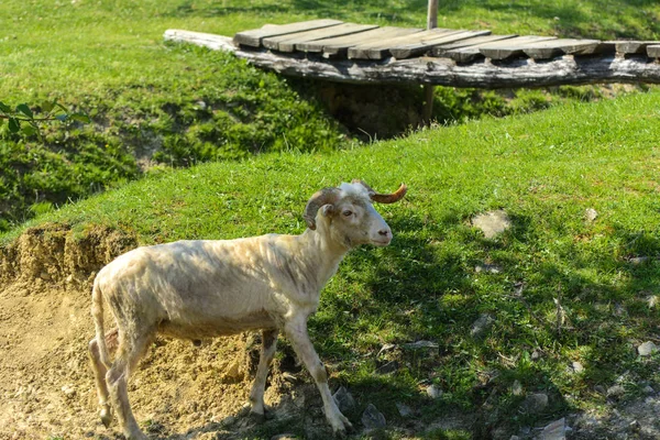 White Brown Sheep Animal Large Swirling Horns Grazes Background Green — Stock Photo, Image