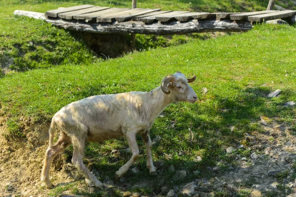 Beyaz Kahverengi Koyun Büyük Dönen Boynuzları Olan Bir Hayvan Yeşil — Stok fotoğraf