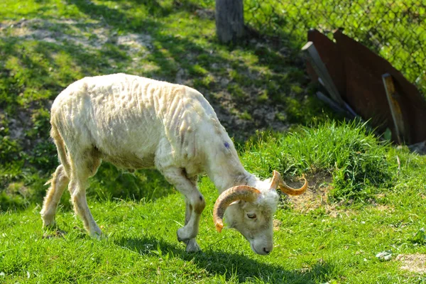 White Brown Sheep Animal Large Swirling Horns Grazes Background Green — Stock Photo, Image