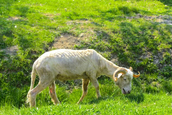 Bílá Hnědá Ovce Zvíře Velkými Rohy Vířící Oděrek Pozadí Zelené — Stock fotografie