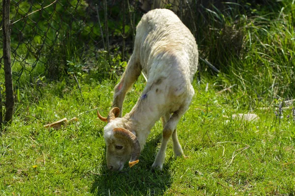 Ovelhas Castanhas Brancas Animal Com Grandes Chifres Girando Pastagens Contra — Fotografia de Stock