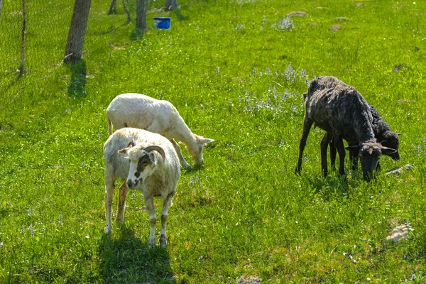 White Brown Sheep Animal Large Swirling Horns Grazes Background Green — Stock Photo, Image