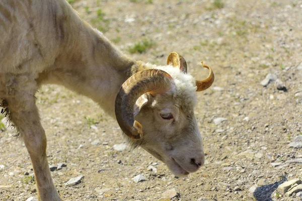 White Brown Sheep Animal Large Swirling Horns Grazes Background Green — Stock Photo, Image