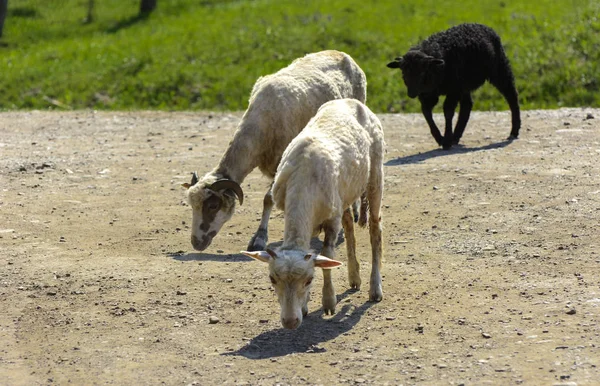 White Brown Sheep Animal Large Swirling Horns Grazes Background Green — Stock Photo, Image