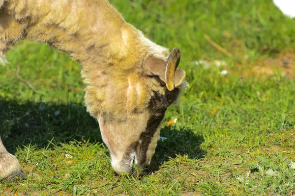 White Brown Sheep Animal Large Swirling Horns Grazes Background Green — Stock Photo, Image