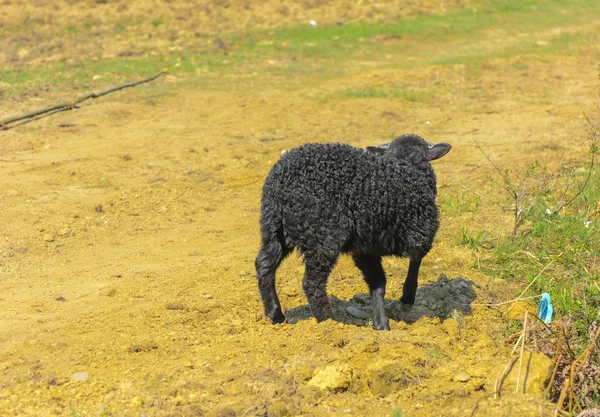 羊は黒です 緑の草の背景に放牧大旋回黒い毛のある動物 — ストック写真