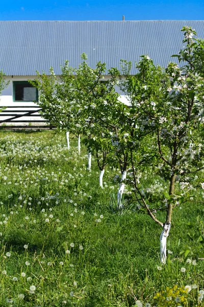 Νέοι Καρποφόρα Δέντρα Που Φυτεύτηκαν Πρόσφατα Ένα Αγροτικό Κήπο Ανθίσει — Φωτογραφία Αρχείου