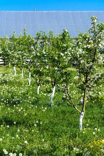 Fiatal Gyümölcsfák Ültetett Nemrégiben Egy Vidéki Kert Virágzik Tavaszi Fehér — Stock Fotó