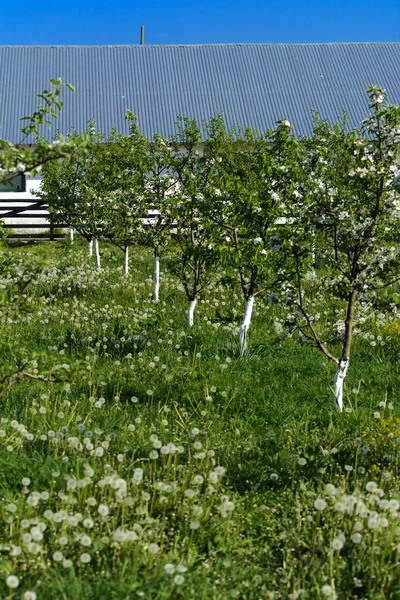Νέοι Καρποφόρα Δέντρα Που Φυτεύτηκαν Πρόσφατα Ένα Αγροτικό Κήπο Ανθίσει — Φωτογραφία Αρχείου