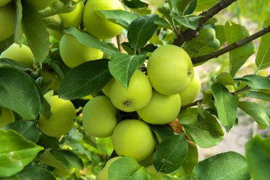 Organik olgun elma bir elma bahçesi bir ağacın dalında asılı. Meyve bahçesi ile lots-in büyük, sulu elma güneş ışığı hasat için hazır
