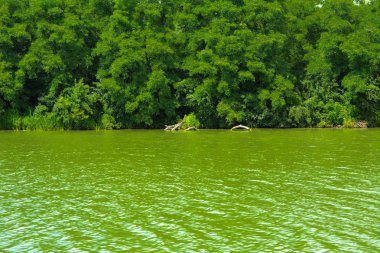 Manzara çevrili ağaçlar ve kıyı ve mavi gökyüzünde bulutlar karşı uzak ufuk sazlık nehir ortasından güzel bir görüntüsü. Yansıma, su, Turizm hedef