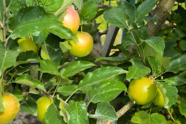 Organiczne Dojrzałe Jabłka Wiszące Gałęzi Drzewa Sad Jabłkowy Owoc Ogród — Zdjęcie stockowe