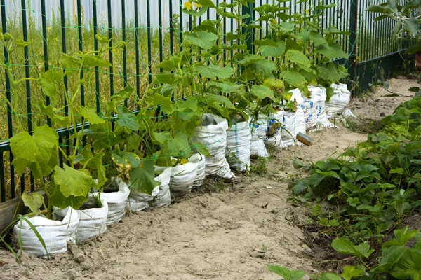 Salatalık torbalarda hızlı büyüme özgün tarzı. Koruma bir toprak parçası için yer. Salatalığı meyvelerini büyümek ve hasat için hazırız. Dikey salatalık dikim. Organik gıda