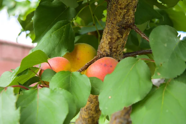 Organiczne Dojrzałe Morele Żółty Wiszące Gałęzi Drzewa Ogrodzie Owoc Ogród — Zdjęcie stockowe