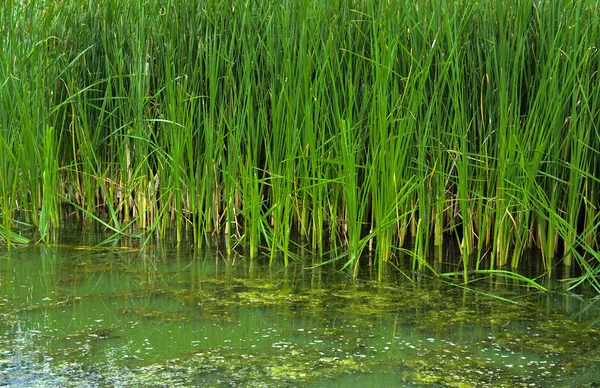 Yeşil renkli bitkiler Typha, ayrıntılarını da gölde reed denir. Sazlık ev çanta, sepetler, paspaslar, kilim dokuma, hem de wickerwork bir asma dan dekoratif kaplama için kullanılır.