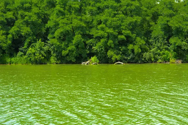 Una Hermosa Imagen Paisaje Desde Centro Del Río Rodeado Árboles — Foto de Stock