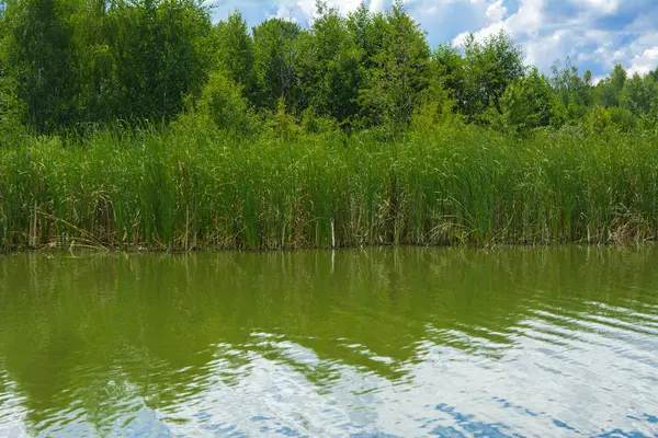 Egy Gyönyörű Kép Táj Folyó Fákkal Nád Parton Távoli Horizonton — Stock Fotó