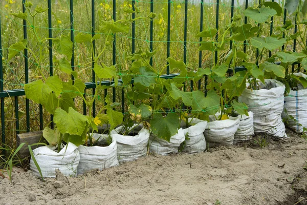 Die Ursprüngliche Art Des Schnellen Wachstums Von Gurken Säcken Platz lizenzfreie Stockfotos