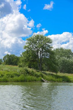 Nehir heron yeşil bitki örtüsü, mavi gökyüzü ve beyaz bulutlar bir çerçevede nehir kıyısında uzun bir ağaç oturur.