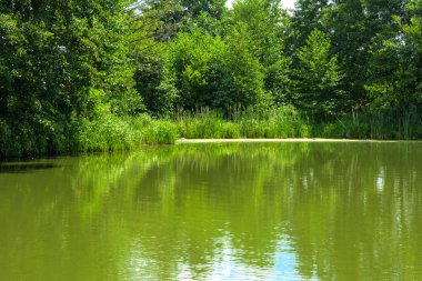 Manzara çevrili ağaçlar ve kıyı ve mavi gökyüzünde bulutlar karşı uzak ufuk sazlık nehir ortasından güzel bir görüntüsü. Yansıma, su, Turizm hedef