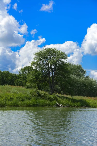 Der Flussreiher Sitzt Auf Einem Hohen Baum Ufer Des Flusses Stockbild