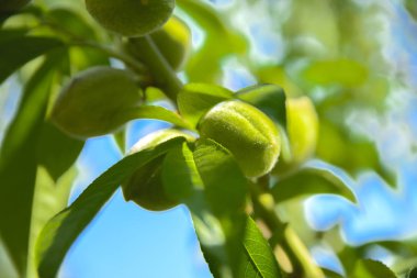Mavi bir gökyüzü ve yeşil yaprakları karşı bir ağaç dalı yeşil bir olgunlaşmamış kayısı yetişen.