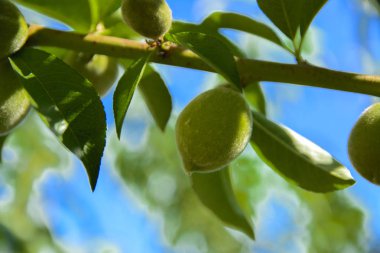 Mavi bir gökyüzü ve yeşil yaprakları karşı bir ağaç dalı yeşil bir olgunlaşmamış kayısı yetişen.