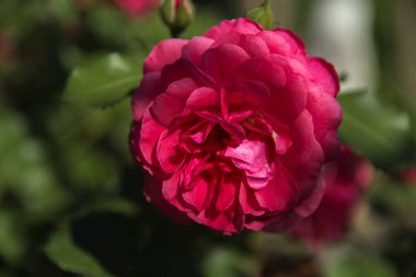 Kırmızı gül yakın çekim yeşil yaprakları bir arka plan ve arka plan bulanık karşı. Alan sığ derinliği kavramı. Ekran koruyucu, duvar kağıdı yaratıcı arka kategorisinde.